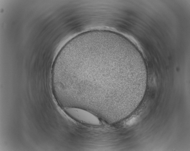 X0000067510903200604281605