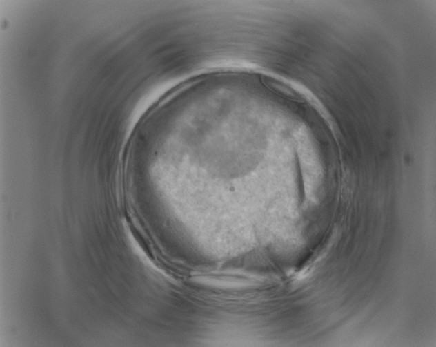 X0000067511295200604281559