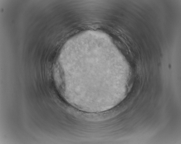 X0000067510030200605051840