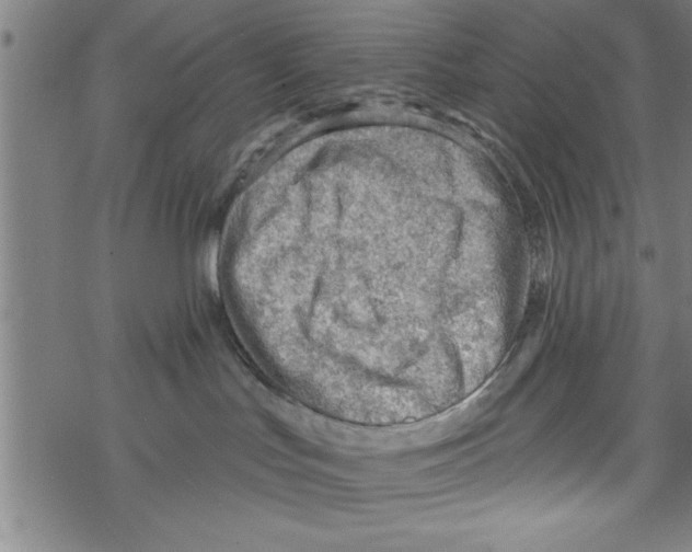 X0000067510047200605051840