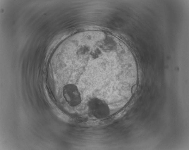 X0000067510049200605051839