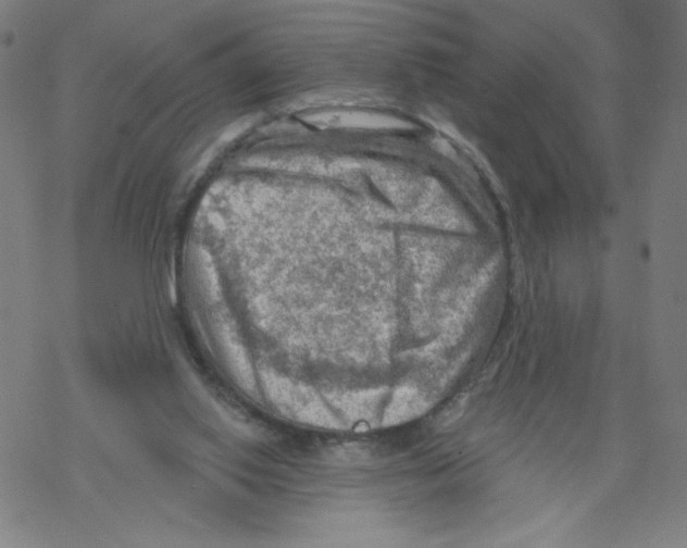 X0000067510062200605051839