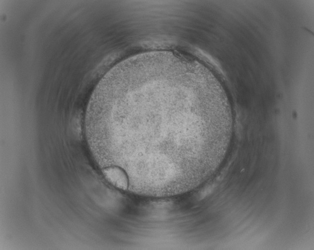 X0000067510065200605051839