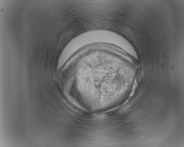 X0000067510185200605051838