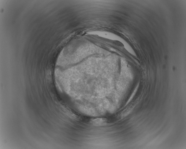 X0000067510269200605051837