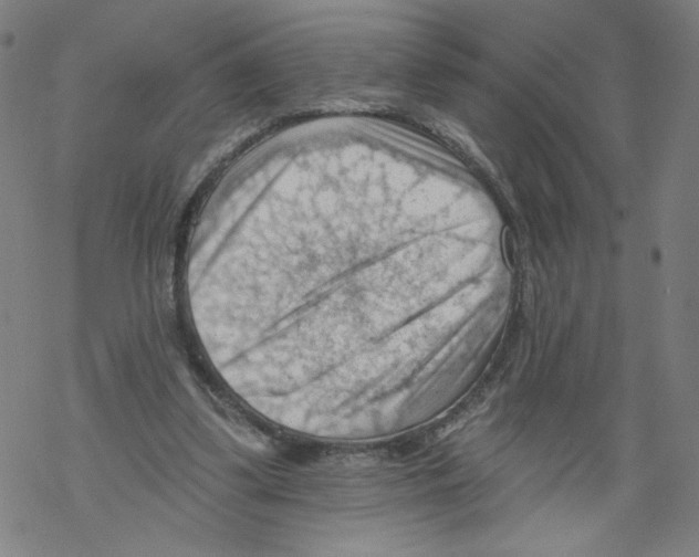 X0000067510299200605051836