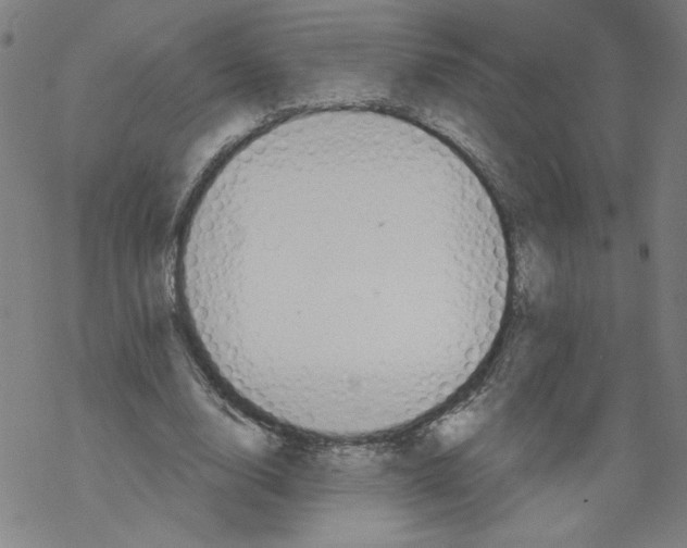 X0000067510632200605051830