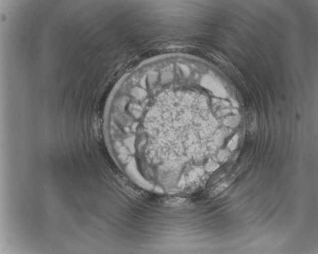 X0000067510669200605051830