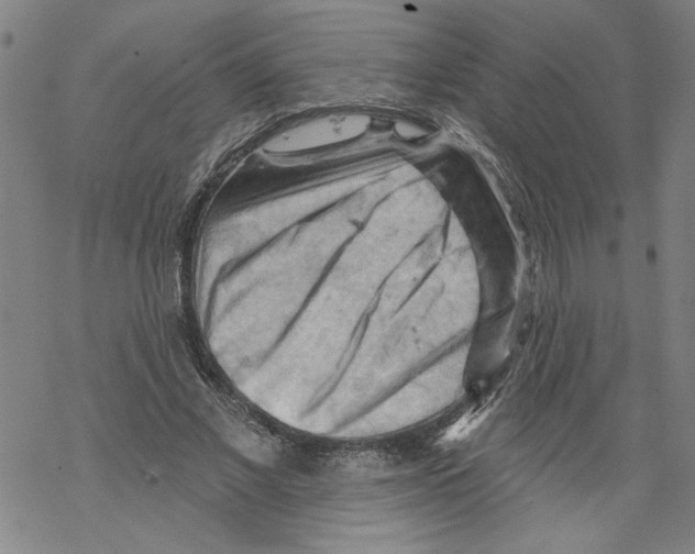 X0000067510685200605051829