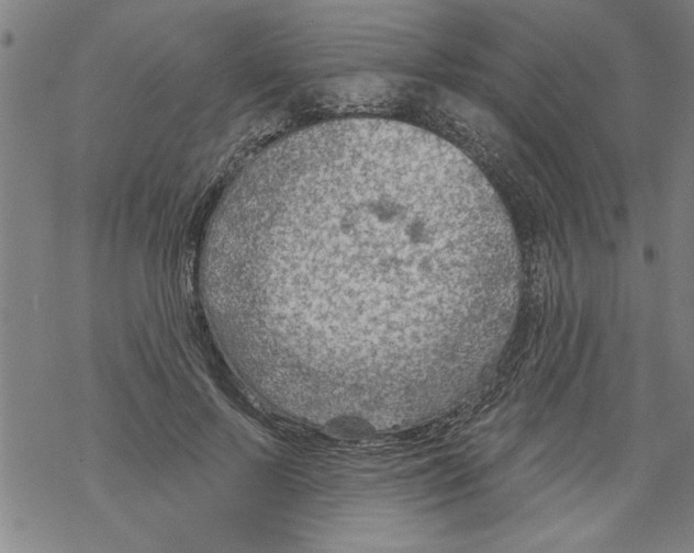 X0000067510695200605051829