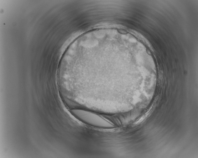 X0000067510855200605051827