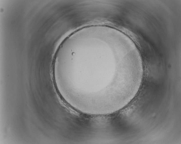 X0000067510950200605051826