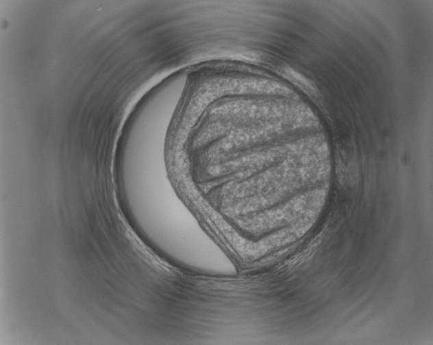 X0000067511028200605051824