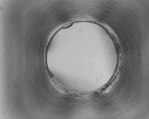 X0000067511246200605051821