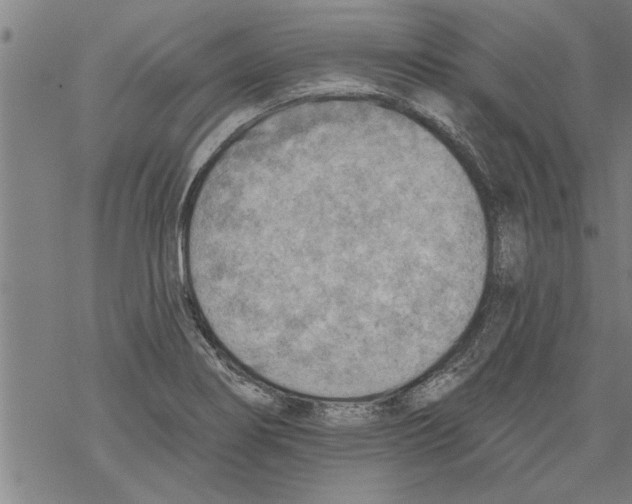 X0000067511274200605051820