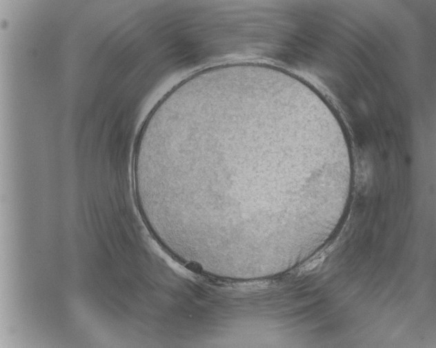 X0000067511294200605051819