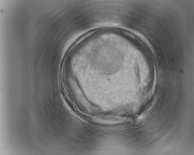 X0000067511295200605051819