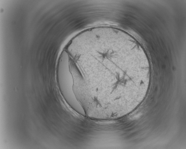 X0000067511296200605051819