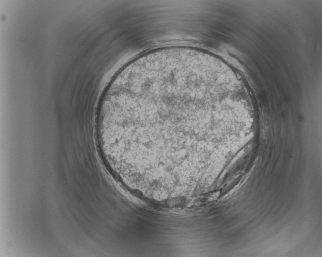 X0000067511333200605051819