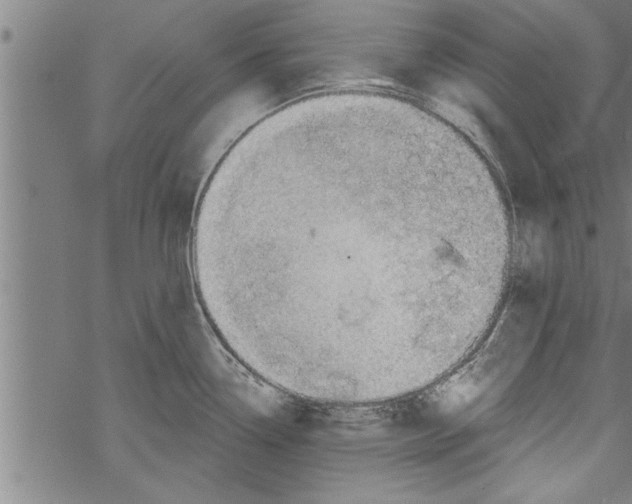 X0000067511338200605051819