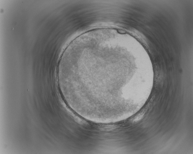 X0000067511382200605051818