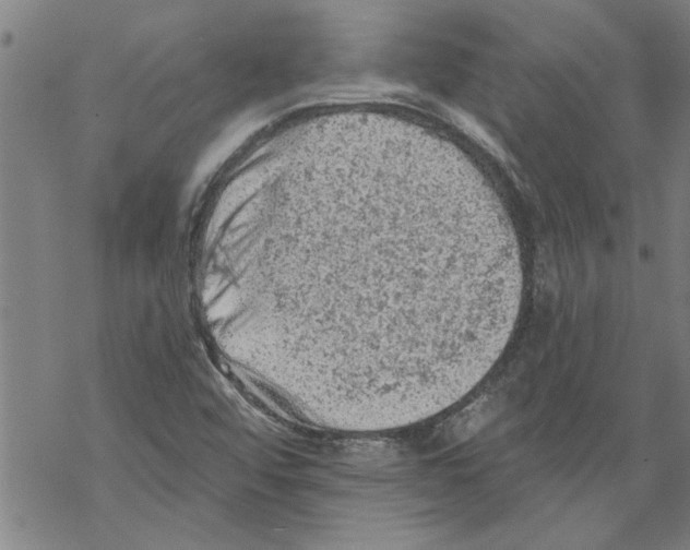 X0000067511456200605051817