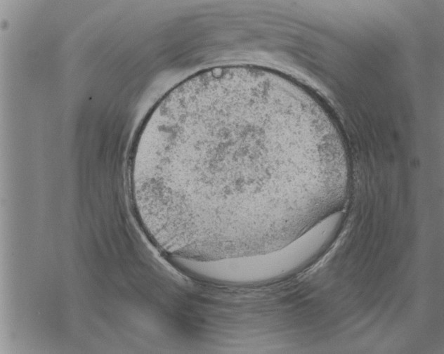 X0000067511517200605051816