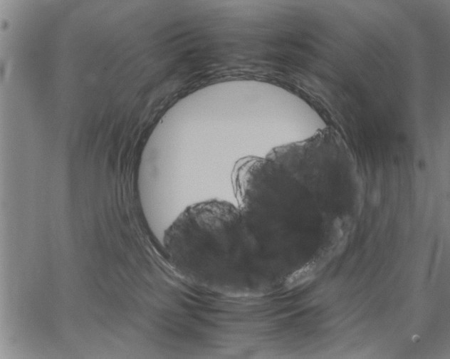 X0000067520185200604071033