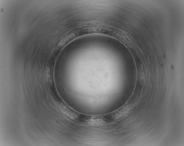 X0000067520270200604071329