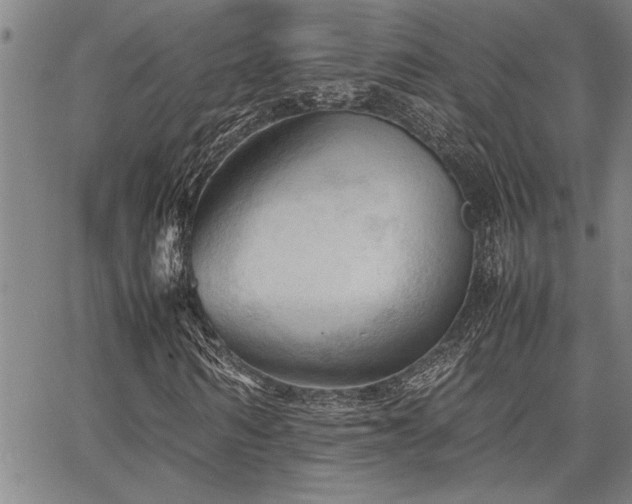 X0000067520962200604071317