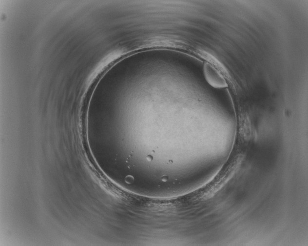 X0000067521043200604071316