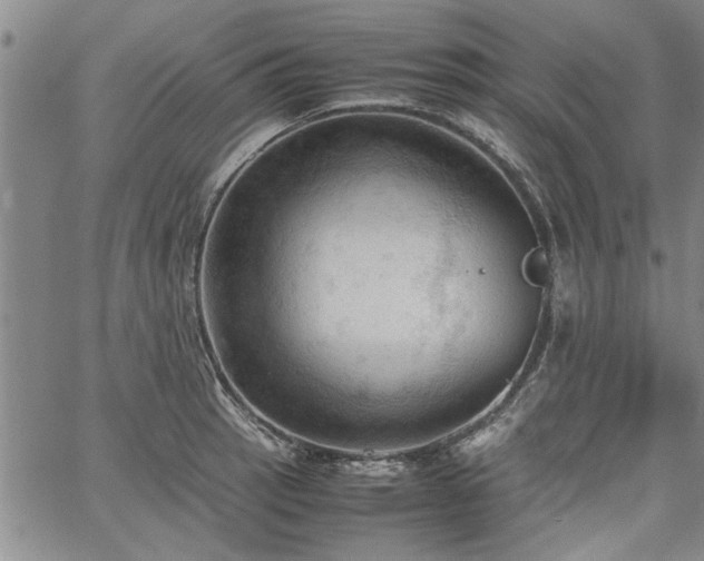 X0000067521137200604071315