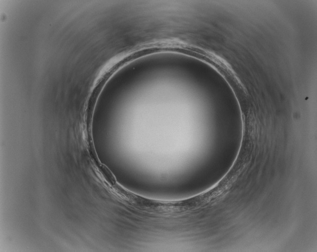 X0000067521176200604071314