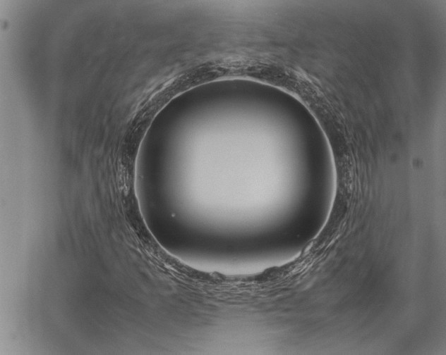 X0000067521253200604071312