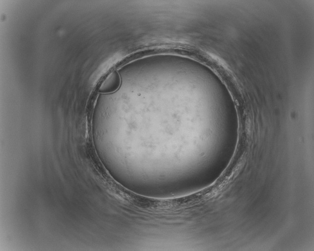 X0000067521267200604071312