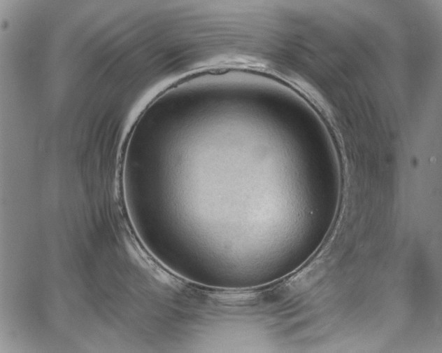 X0000067521296200604071312