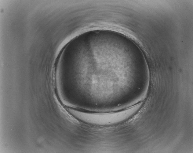 X0000067521522200604071308