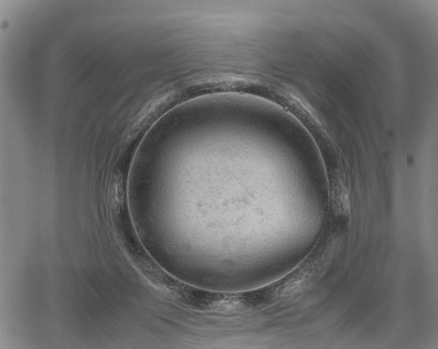 X0000067520119200604101336