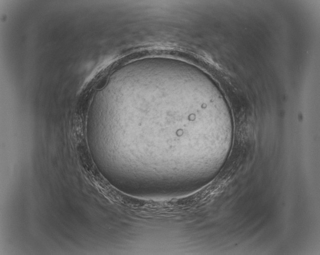 X0000067521255200604101318