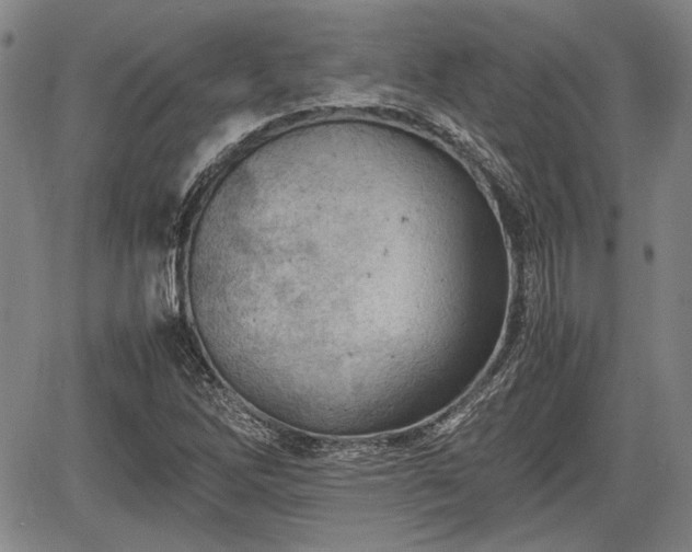 X0000067521262200604101317