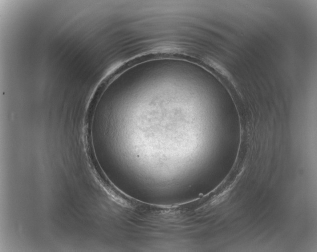 X0000067521029200604150154