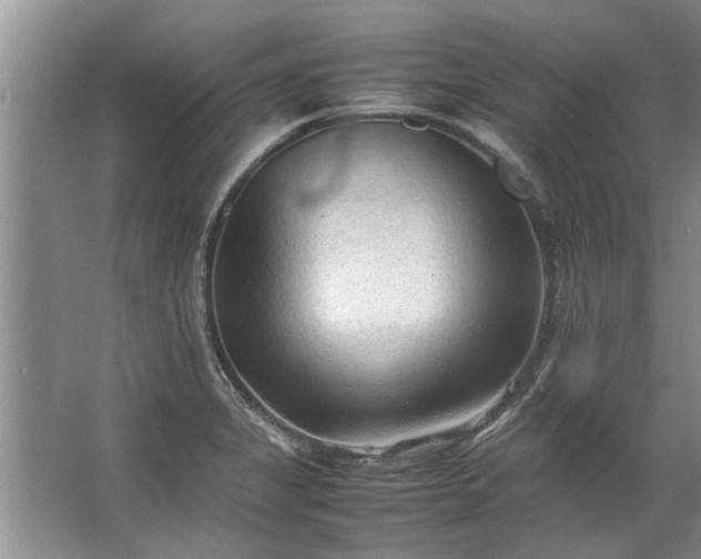 X0000067521325200604150150