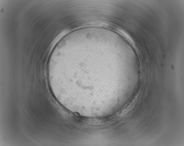 X0000067520907200604281631