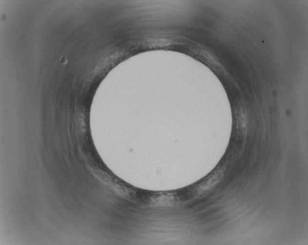 X0000067520362200605051900