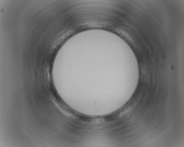 X0000067520398200605051900