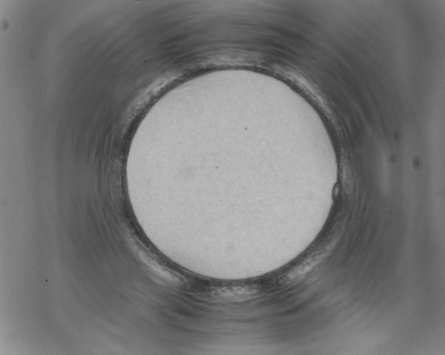 X0000067520445200605051859