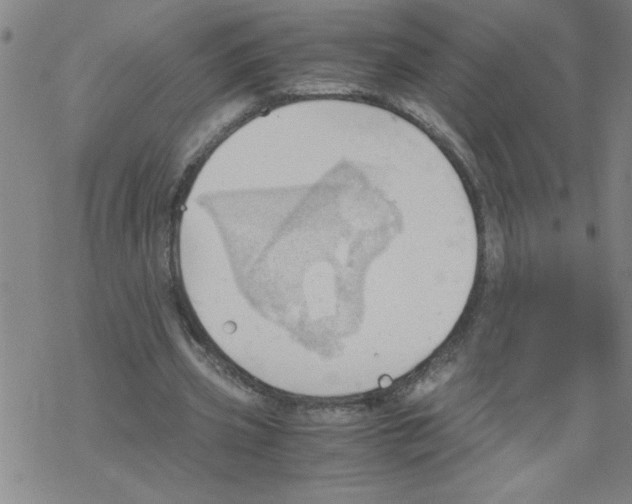 X0000067520533200605051857