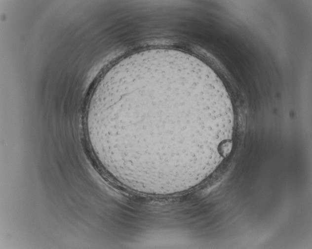 X0000067520725200605051854