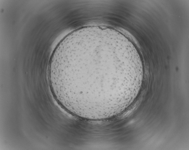 X0000067520855200605051853