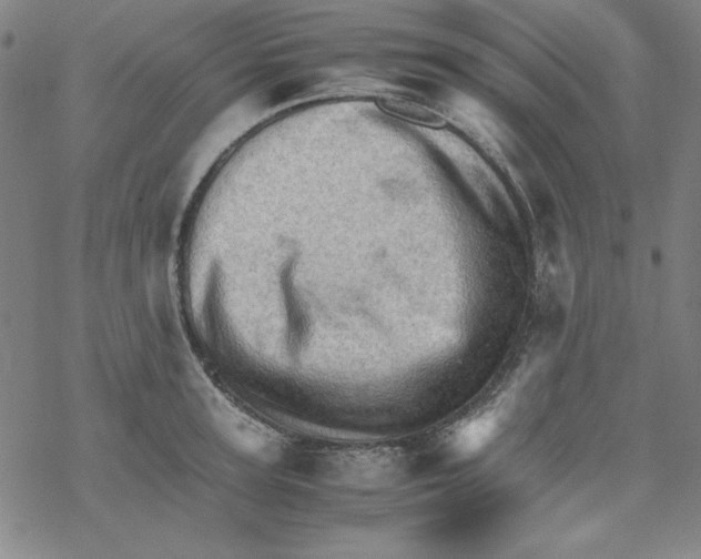 X0000067520947200605051851